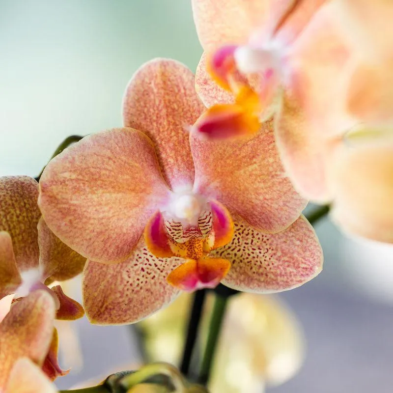 Plant and Stories Phalaenopsis Diamond orchidée pot 9 cm surprise