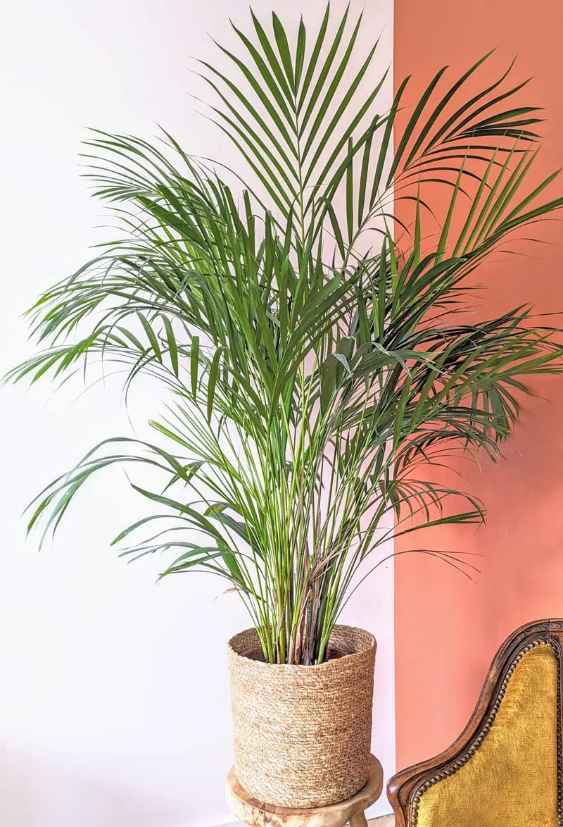 Réconciliation Végétale Pablo palmier areca 120 cm