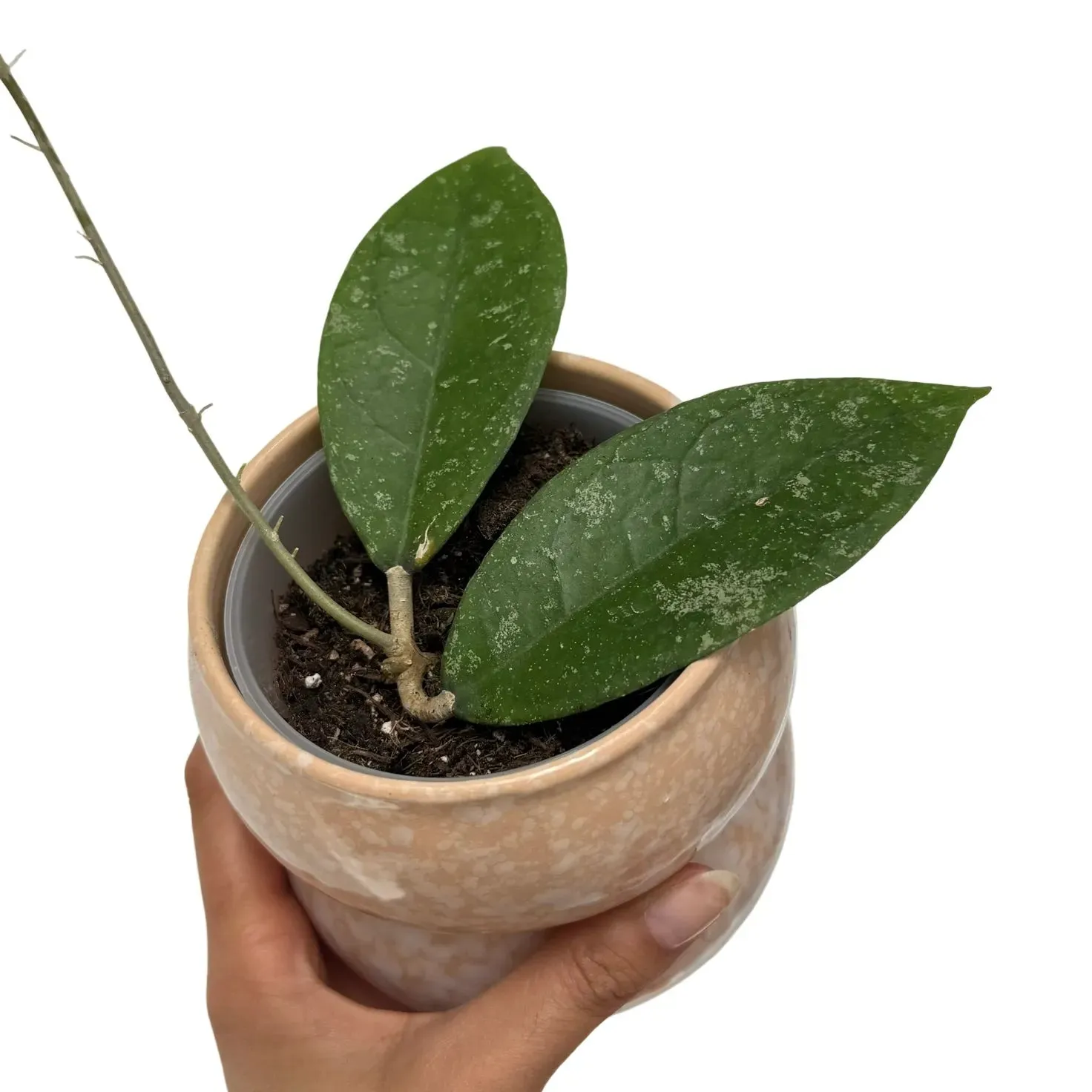 Plant and Stories Hoya aff. Vitellina plante 9 cm