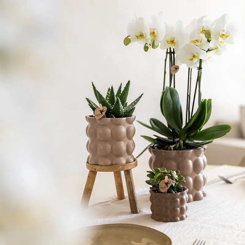 Plant and Stories Phalaenopsis Ghent orchidée blanche coffret