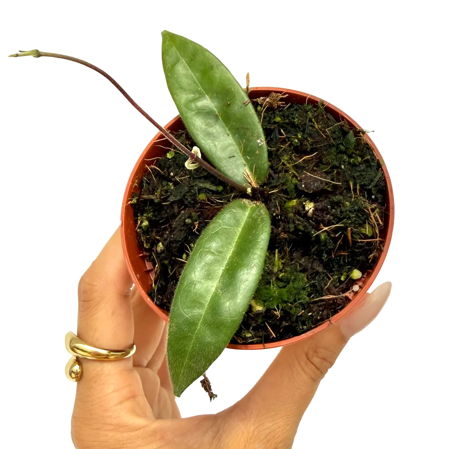 Plant and Stories Hoya Hypolasia plante d'intérieur pot 8 cm