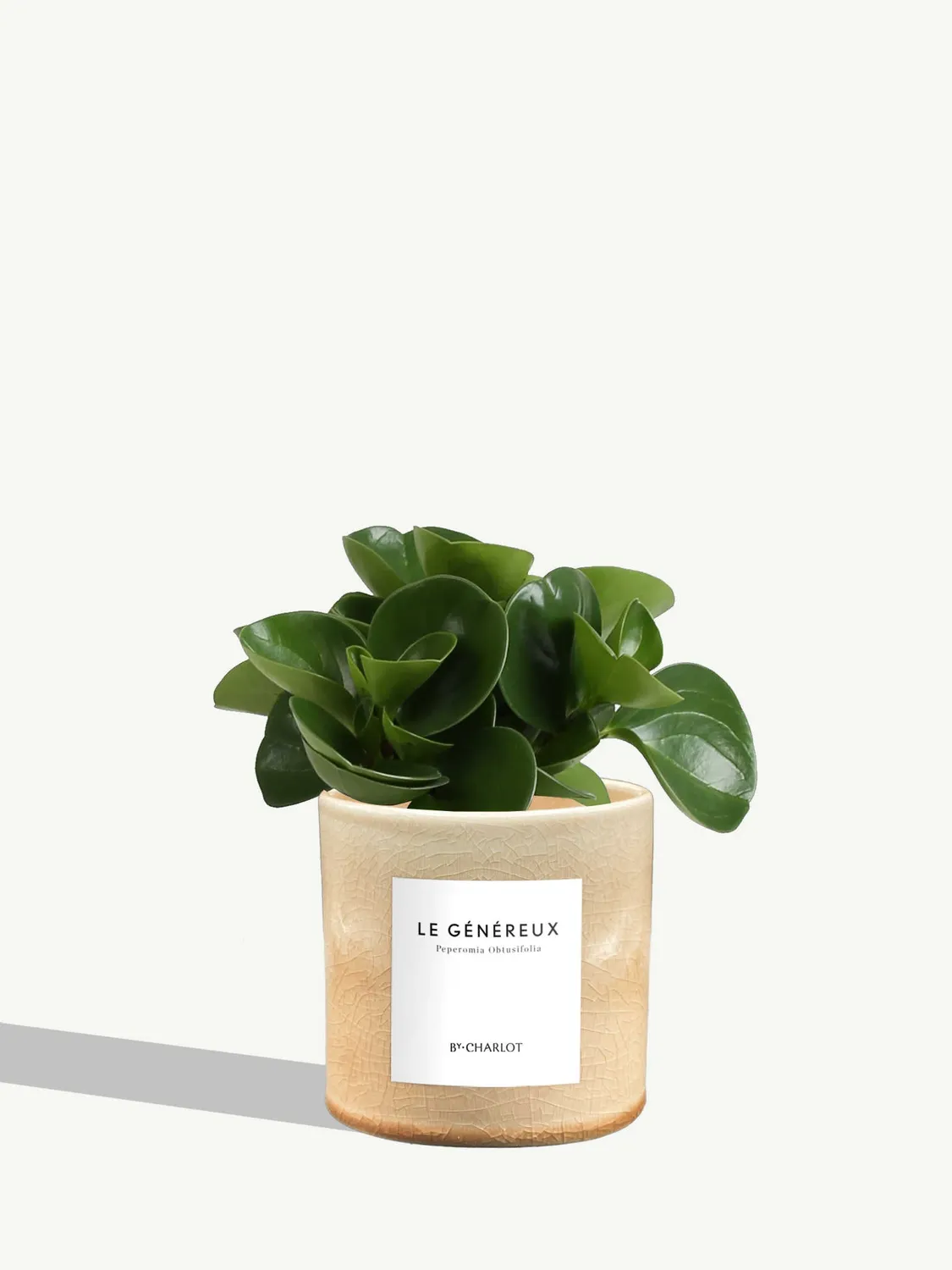 By Charlot Le Généreux plante pot S peperomia