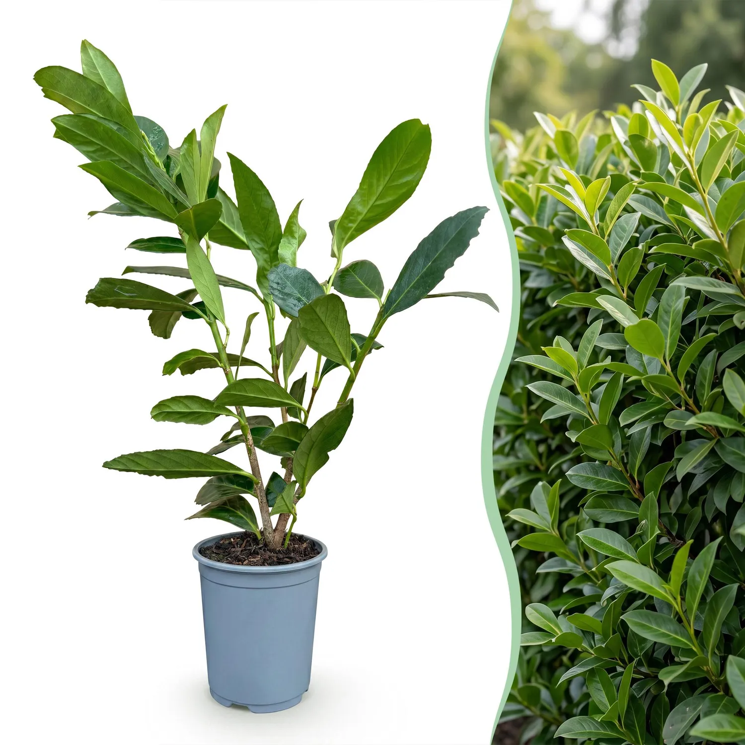 Plant and Stories Laurier Caucasica haie 8 plants persistant