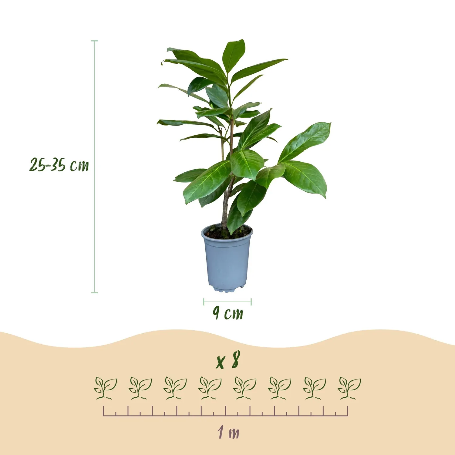 Plant and Stories Laurier-cerise Rotundifolia haie 8 plants pot 9 cm