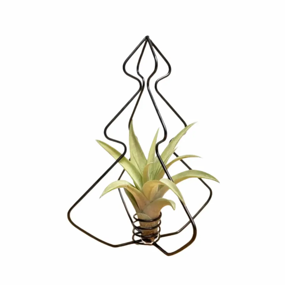 Airplantshop X-Mas Tree sapin métal noir avec tillandsia