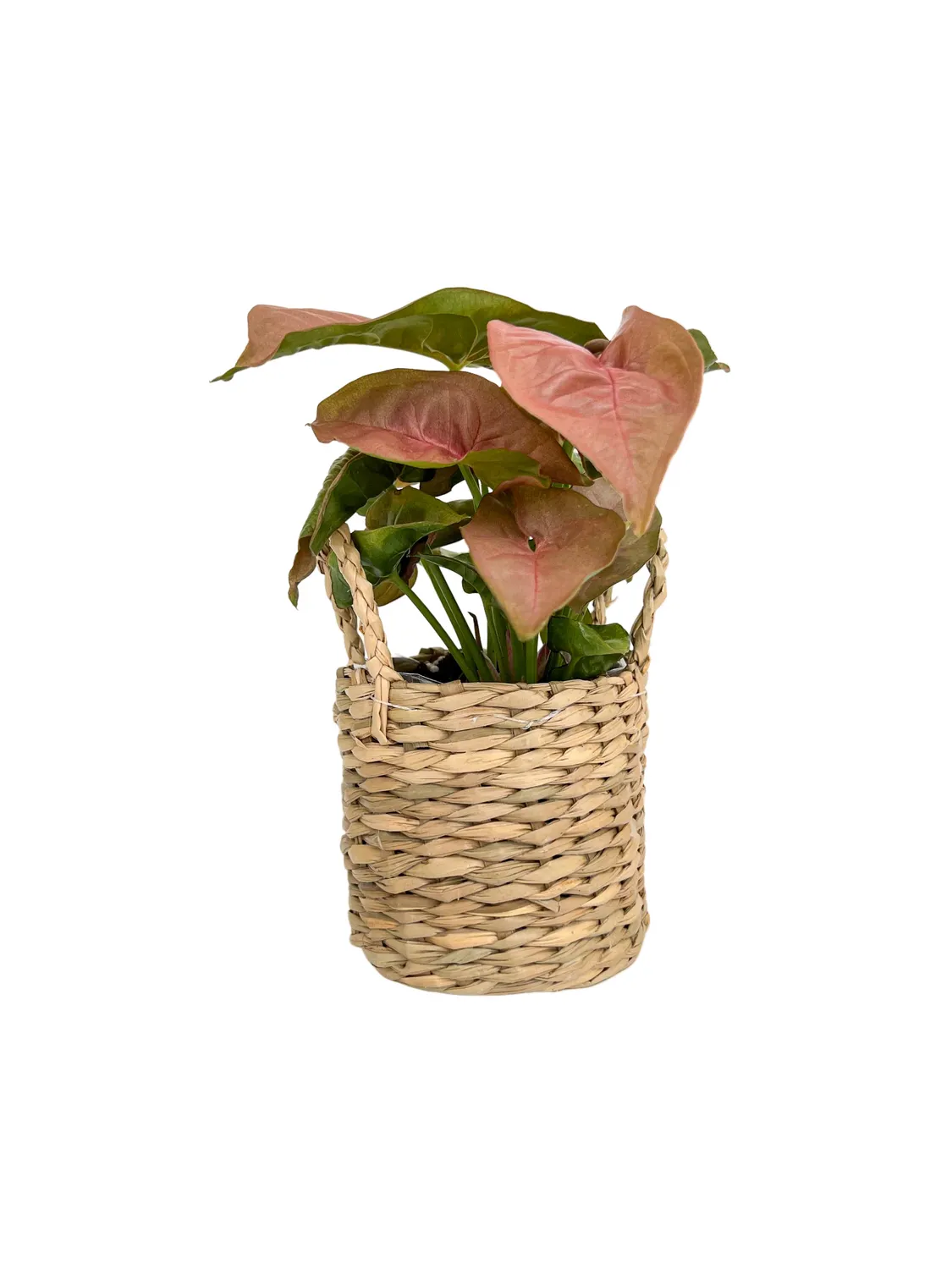Plant and Stories trio mini cache-pots osier lot 3 naturel