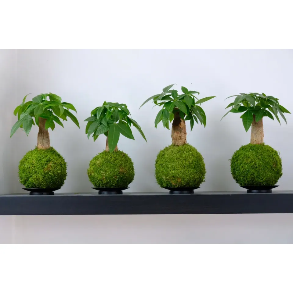 Oh My Green Pachira Aquatica kokedama taille S lumière douce