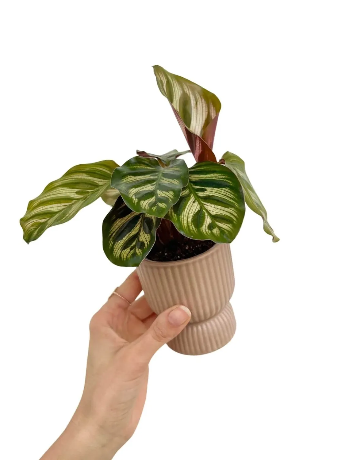 Plant and Stories Cache-pot coupe céramique mini Taupe succulentes