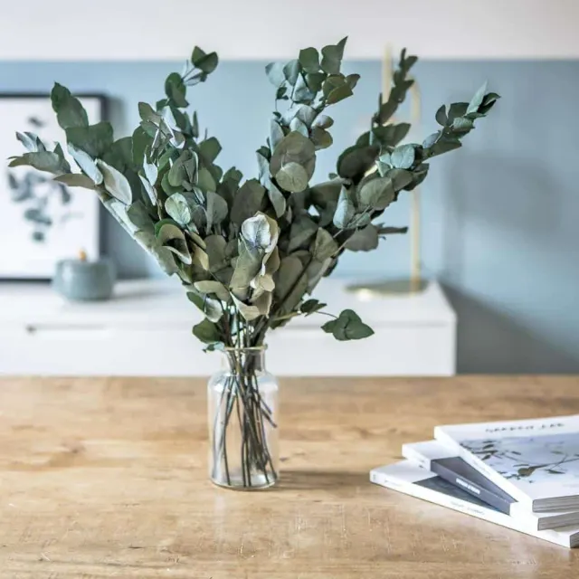 Réconciliation Végétale Eucalyptus Cinerea botte fleurs séchées 150g