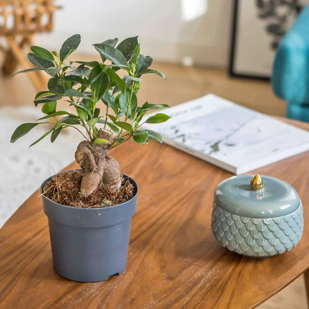 Réconciliation Végétale Fernand ficus microcarpa ginseng plante bonsaï