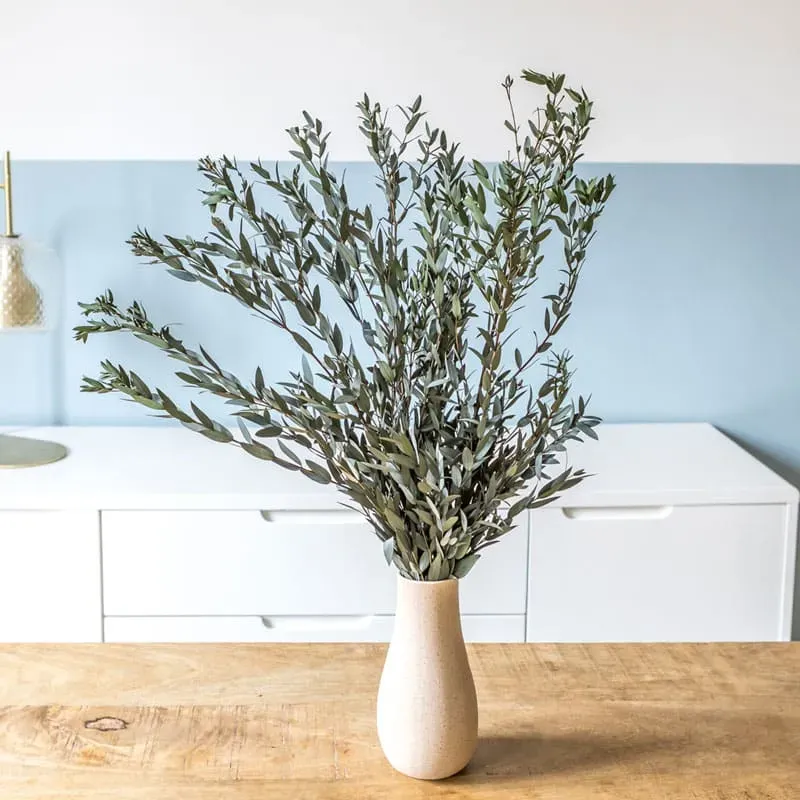 Réconciliation Végétale Eucalyptus parvifolia bouquet séché 150g