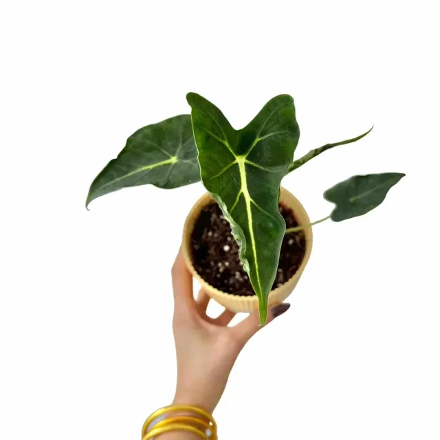 Plant and Stories Alocasia Frydek Tattoo plante pot 10,5cm velours