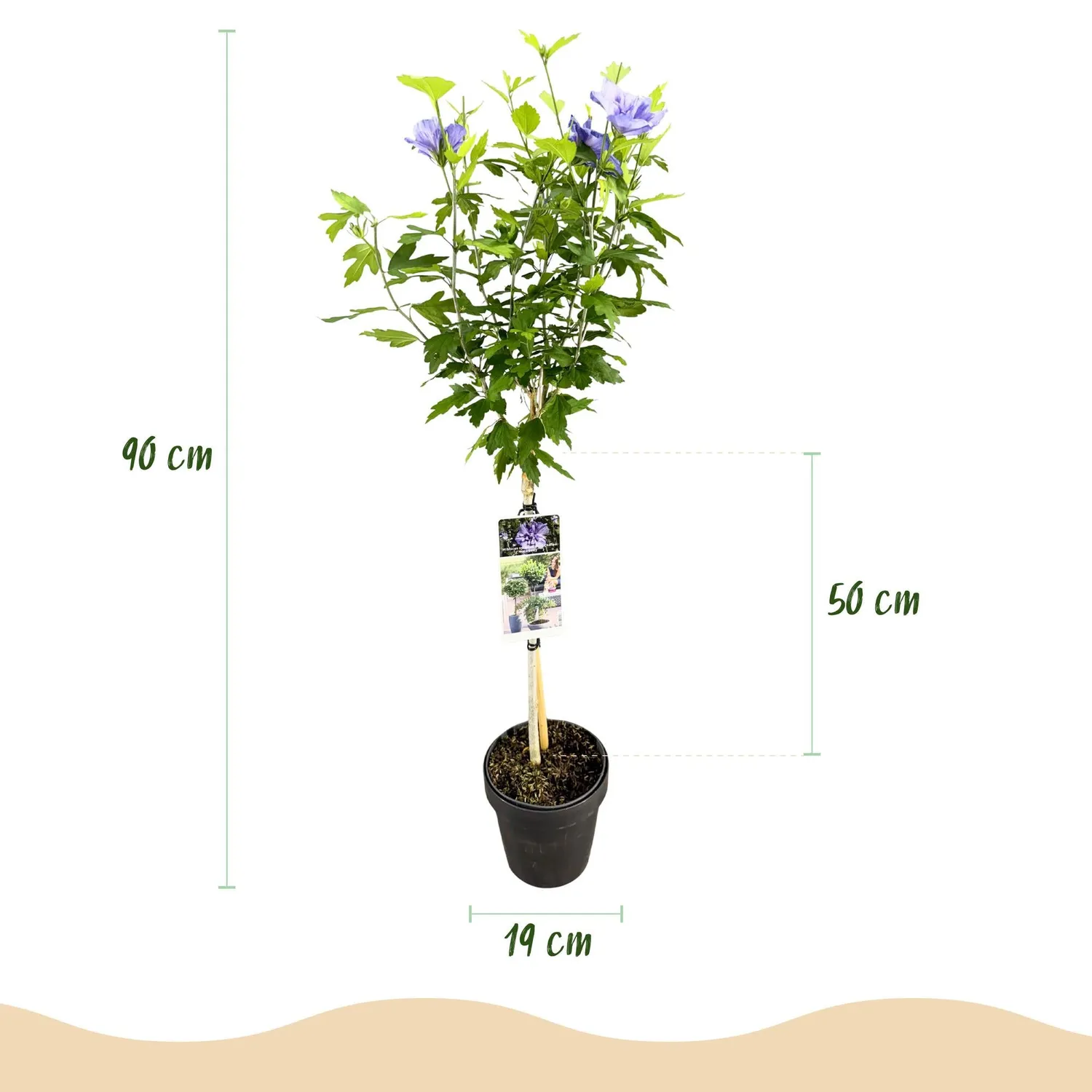 Plant and Stories Hibiscus Blue Chiffon arbuste fleurs 90 cm pot 19 cm