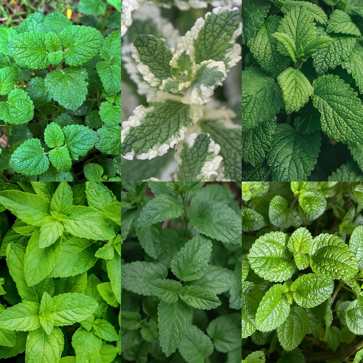 PLANT AND STORIES Vivaces aromatiques tisanes lot 6 plants pot 11 cm