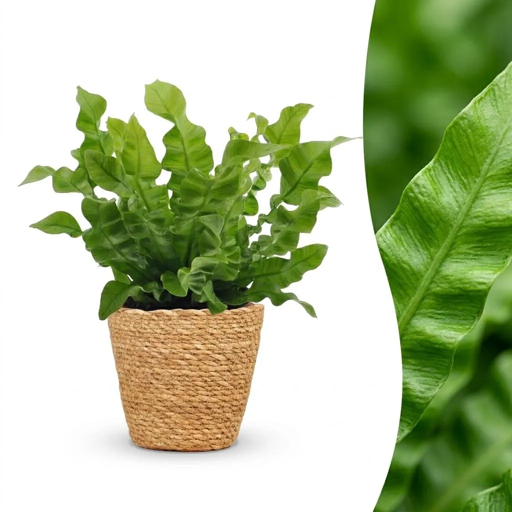 Plant and Stories Crispy Wave fougère nid pot 12 cm 1 plante
