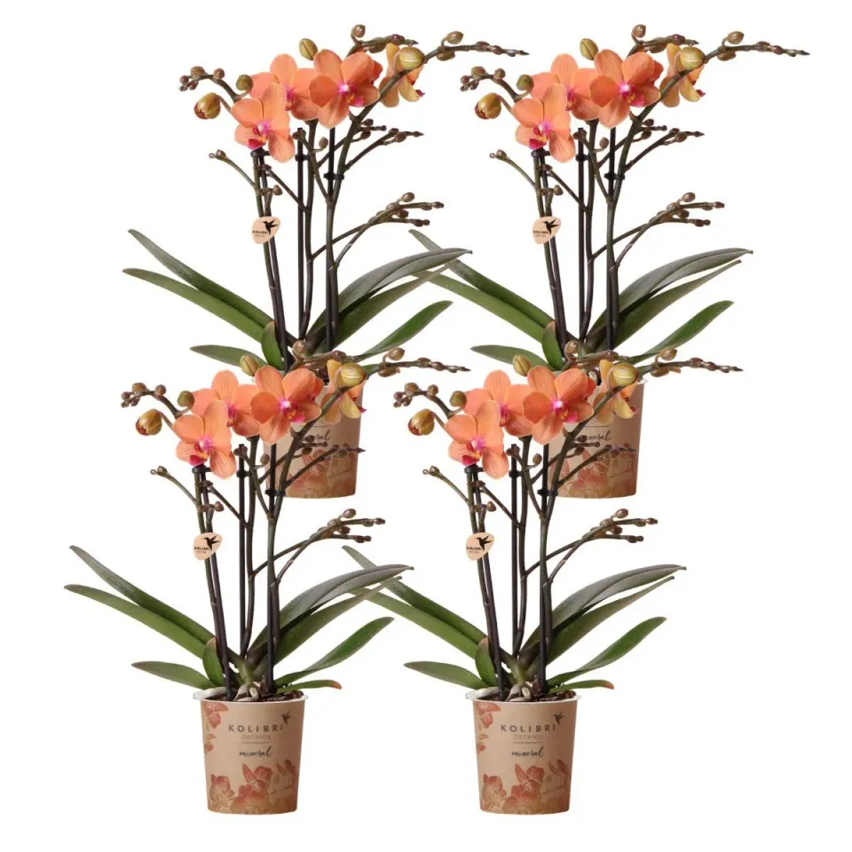 Plant and Stories Bolzano orchidée orange lot 4 pot 9 cm