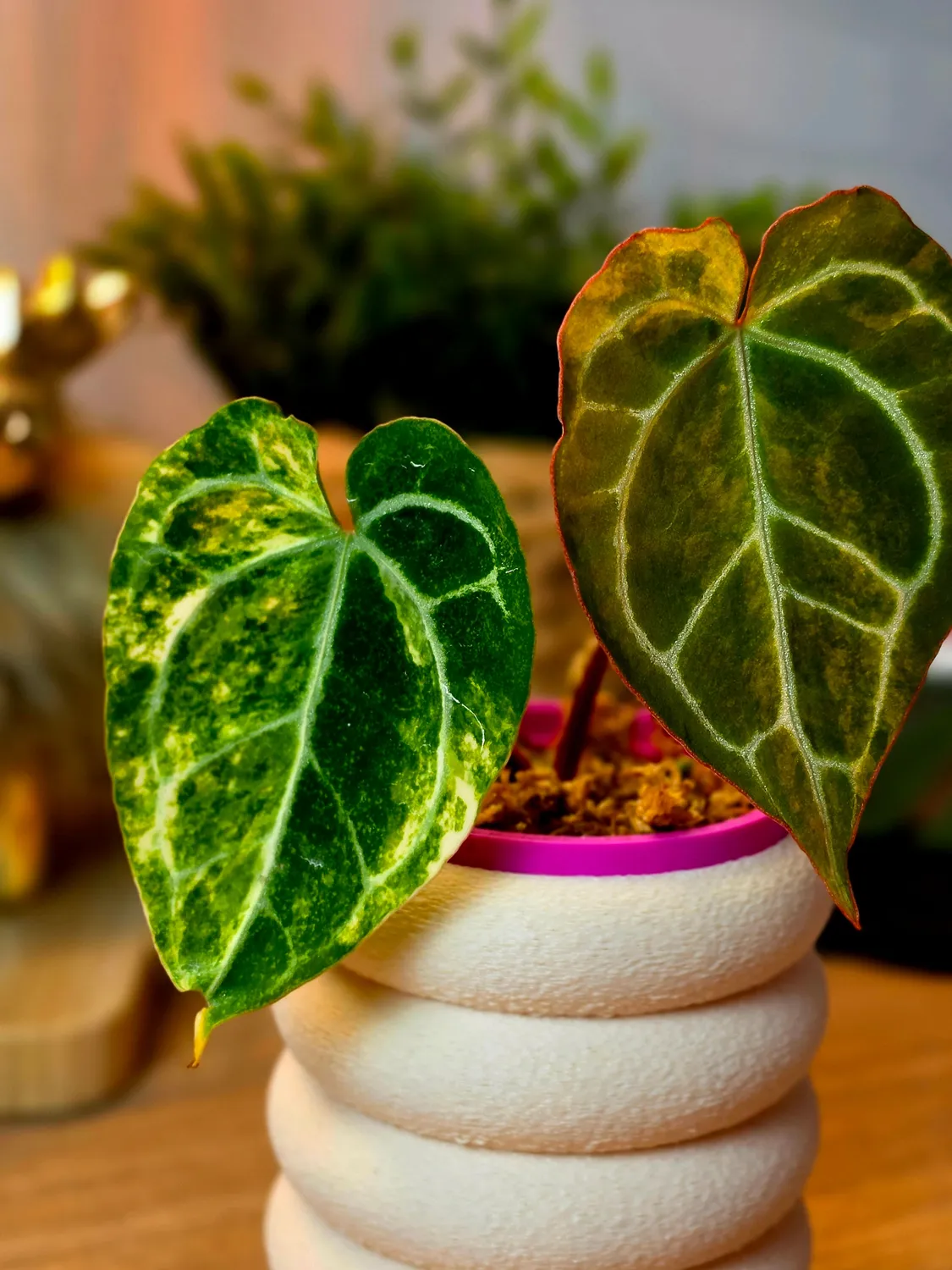 plant.ess Red Crystallinum Michelle anthurium 2 feuilles