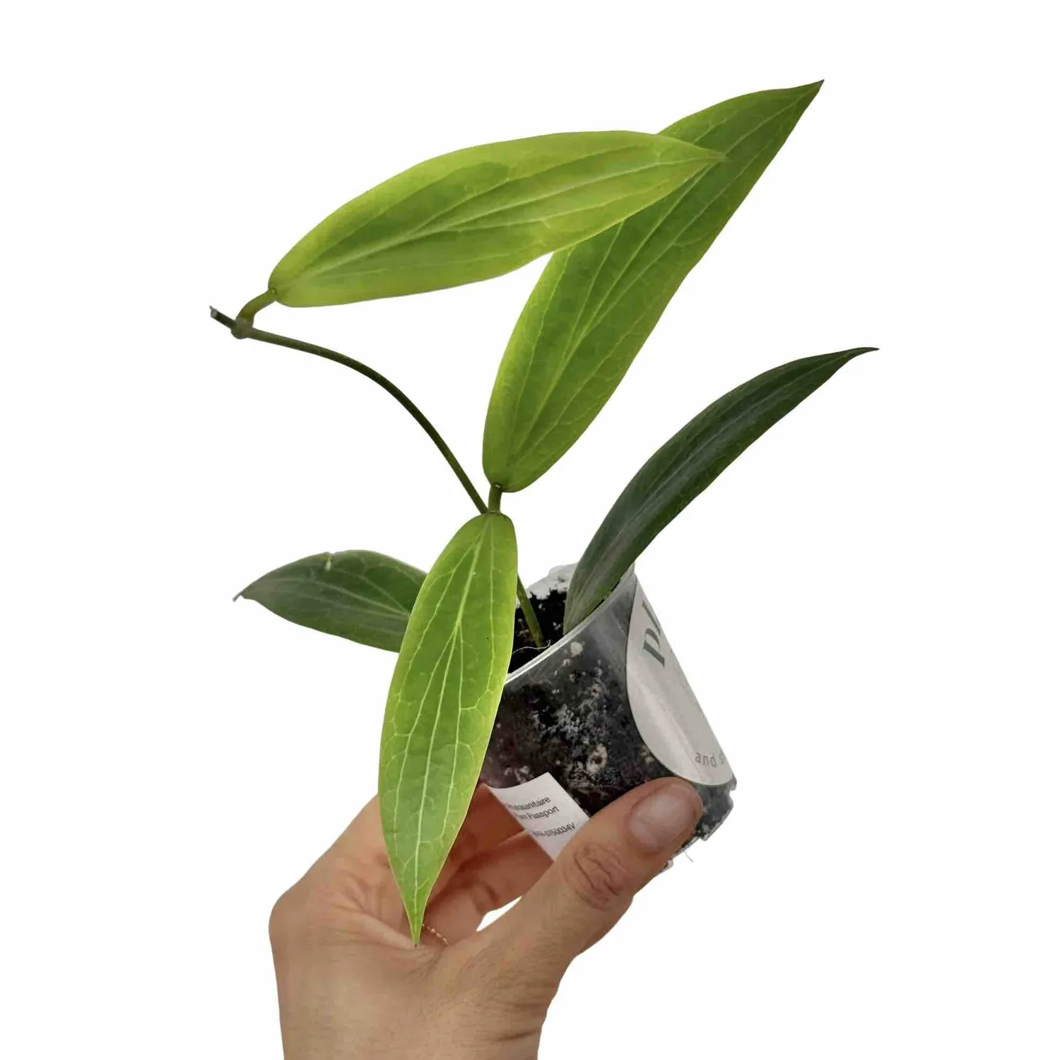 Plant and Stories Hoya Soligamiana plante d'intérieur pot 6 cm veloutée