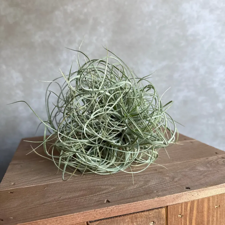 Airplantshop Tillandsia Rectifolia plante aérienne cluster