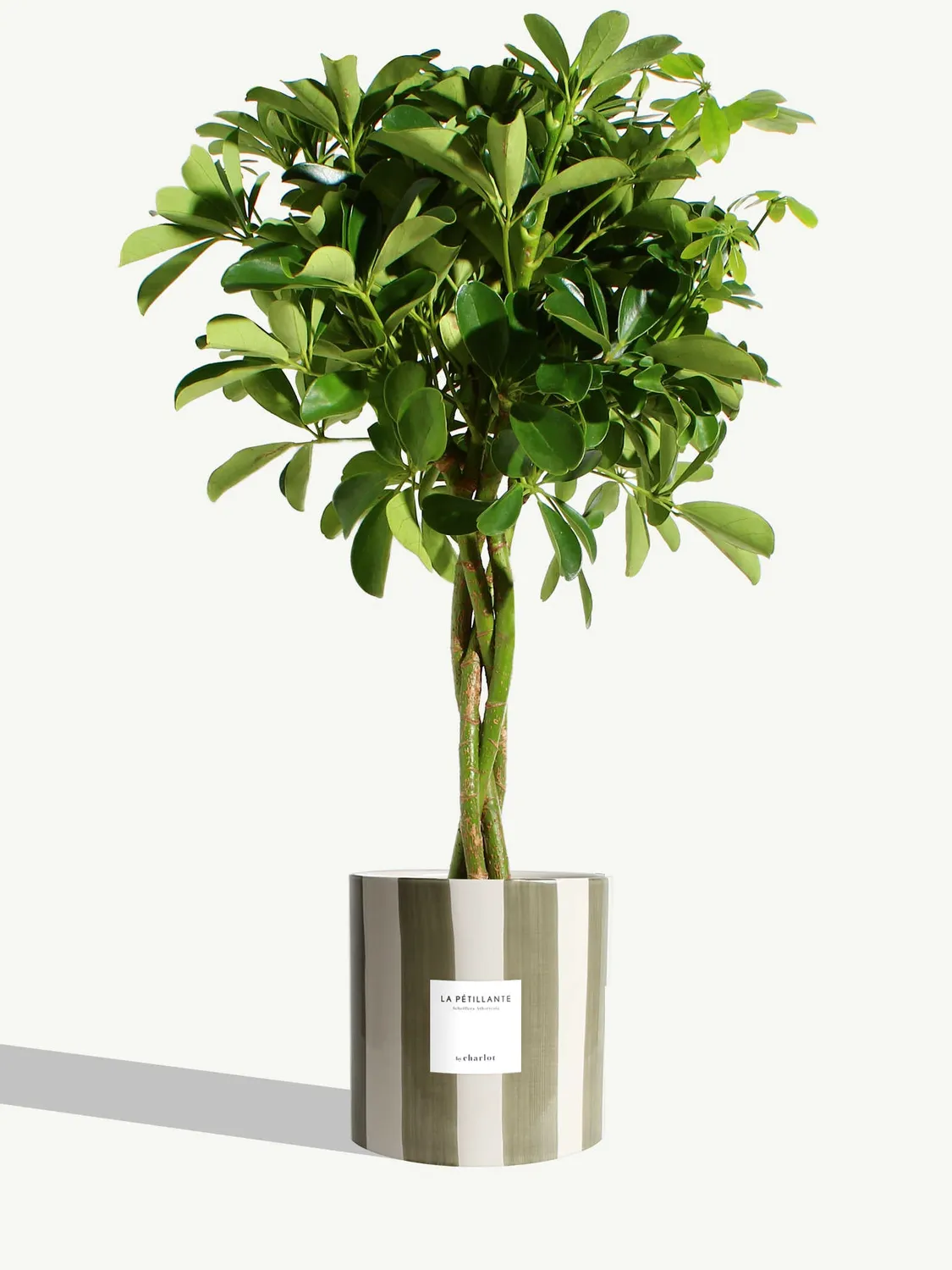 By Charlot La Pétillante schefflera plante pot 18 cm