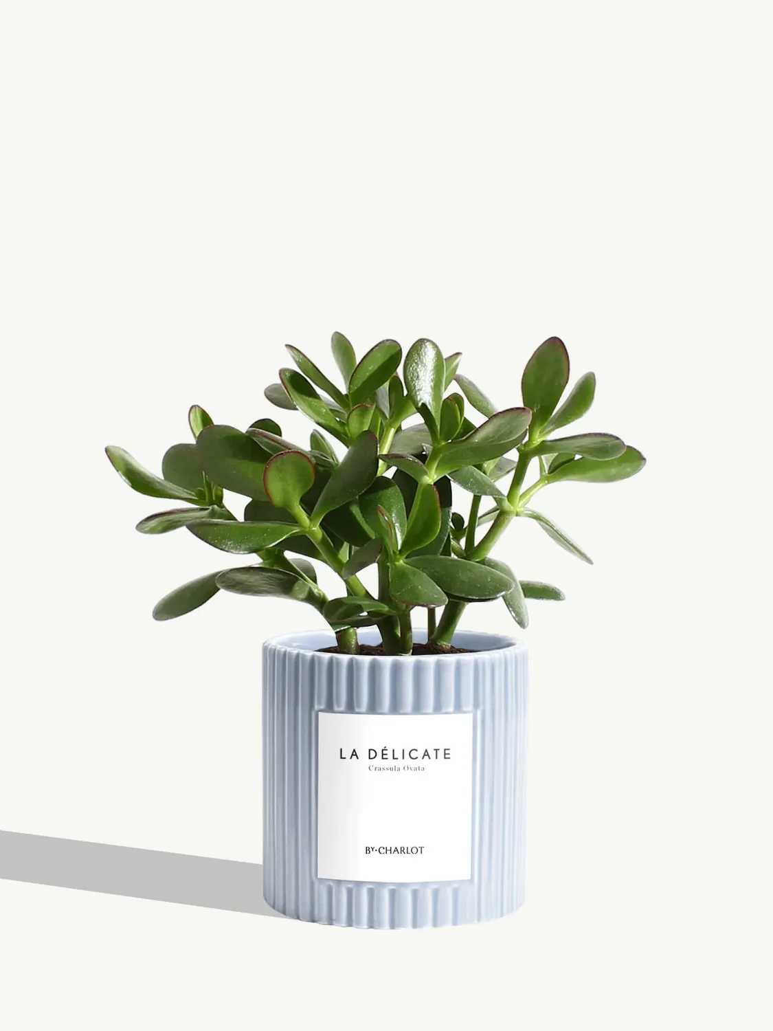 By Charlot La Délicate plante succulente pot 10 cm crassula