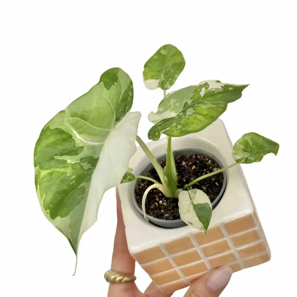 Plant and Stories Alocasia Gageana Albovariegata plante pot 6 cm