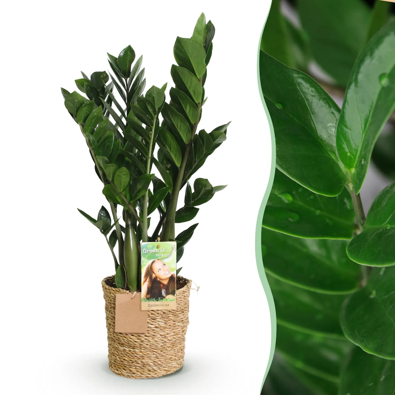 Plant and Stories Zamioculcas ZZ plante verte pot 17 cm