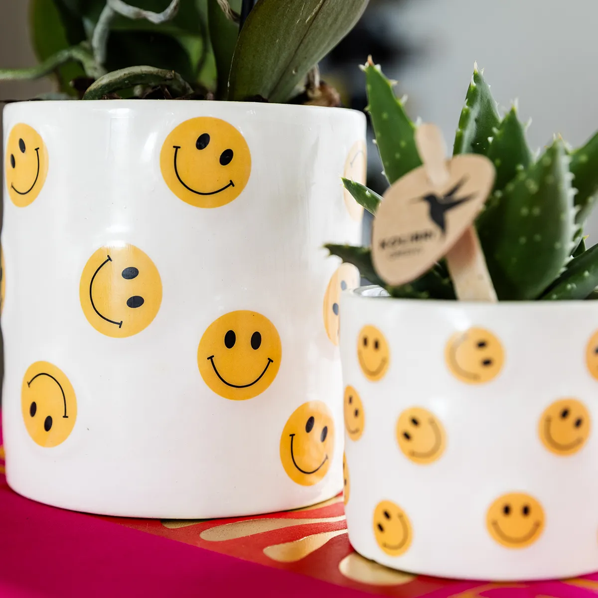 Plant and Stories Phalaenopsis Albenga orchidée jaune coffret pot 9 cm