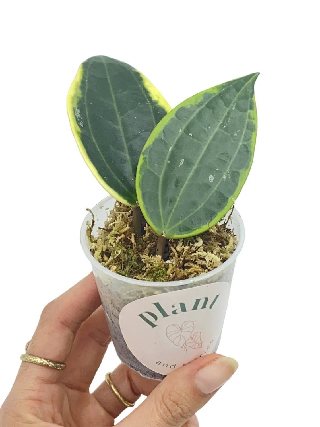 Plant and Stories Hoya Latifolia Albomarginata plante pot 6 cm