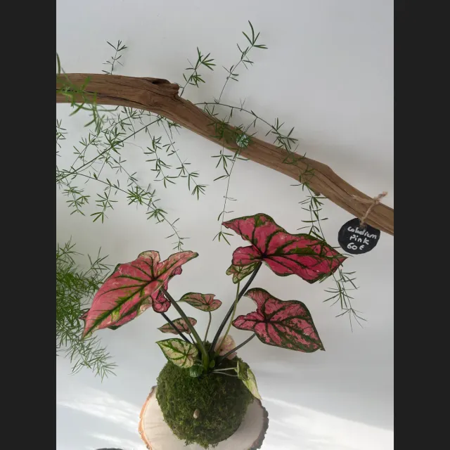 Oh My Green Caladium Pink kokedama taille M feuilles roses