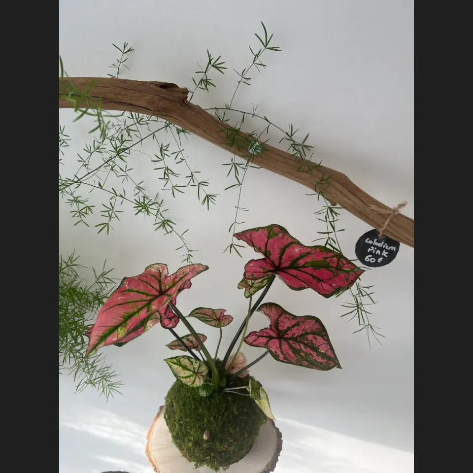 Oh My Green Caladium Pink kokedama taille M feuilles roses