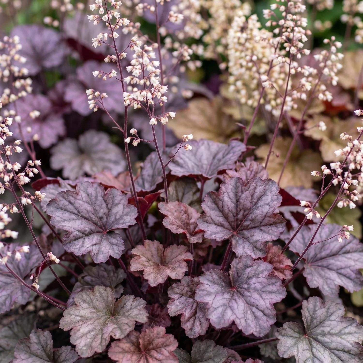 Plant and Stories Heuchère Palace Purple vivace pot 11 cm 1 plant