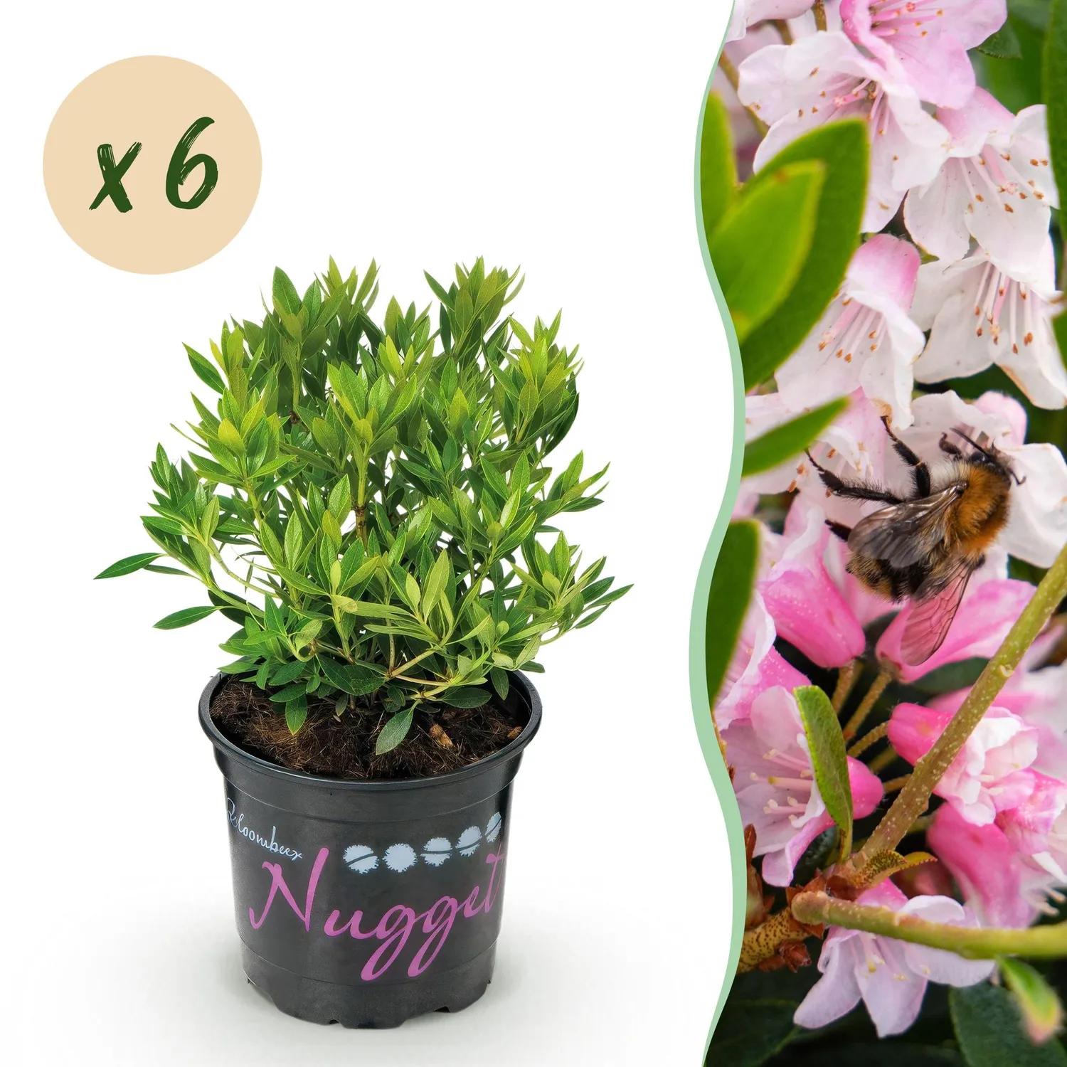 Plant and Stories Bloombux Rose Clair rhododendron 1 plant persistant