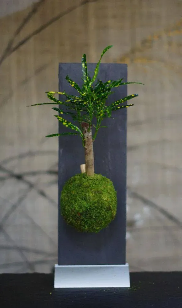 AQUAPHYTE Tongariro kokedama magnet croton coloré