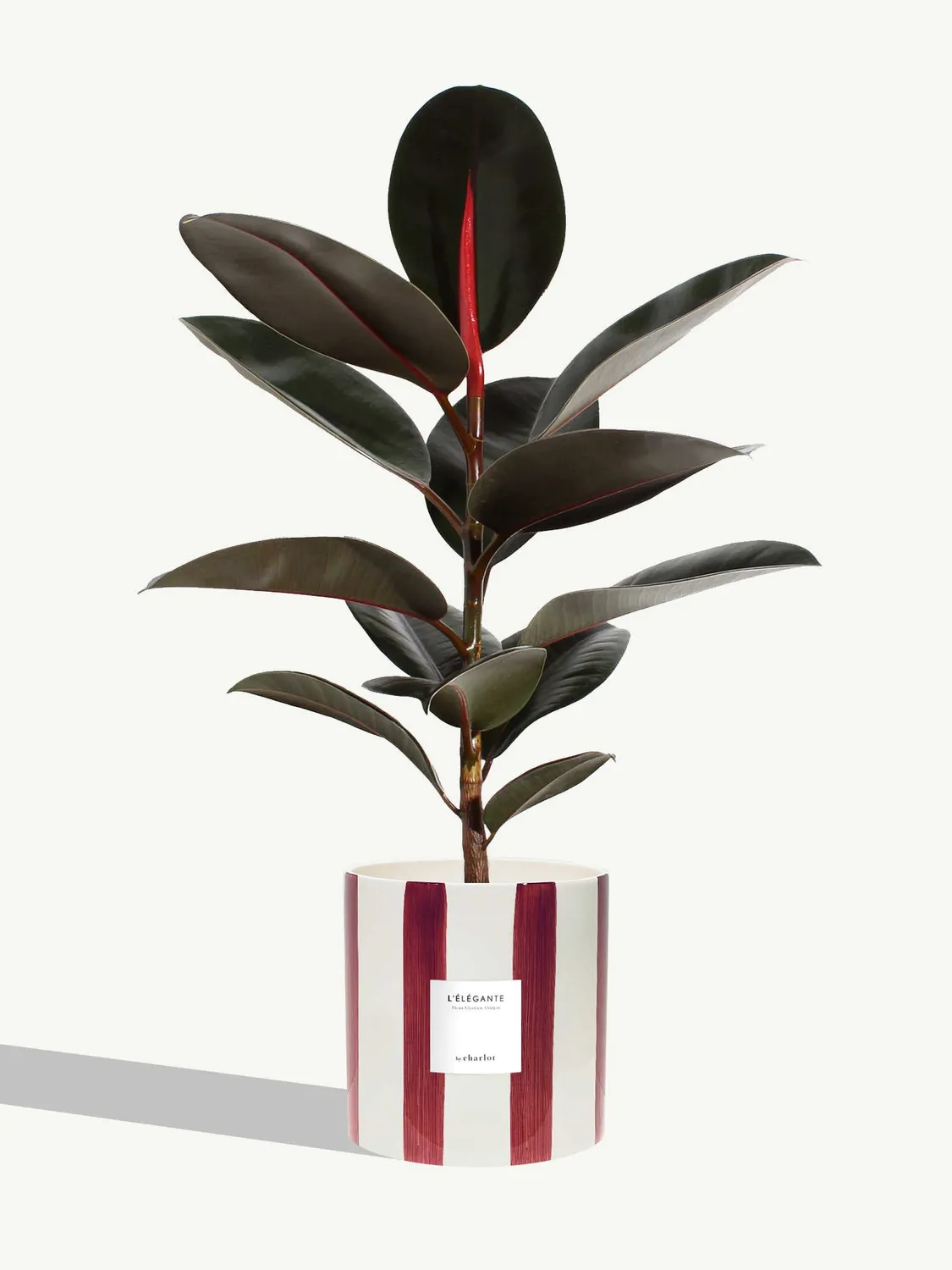 By Charlot L'Élégante grande plante ficus 18 cm
