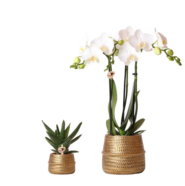 Plant and Stories Phalaenopsis blanche orchidée coffret 9 cm