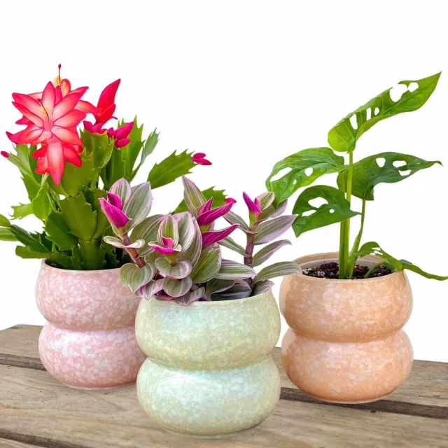 Plant and Stories Bulle cache-pot céramique rose 9 cm