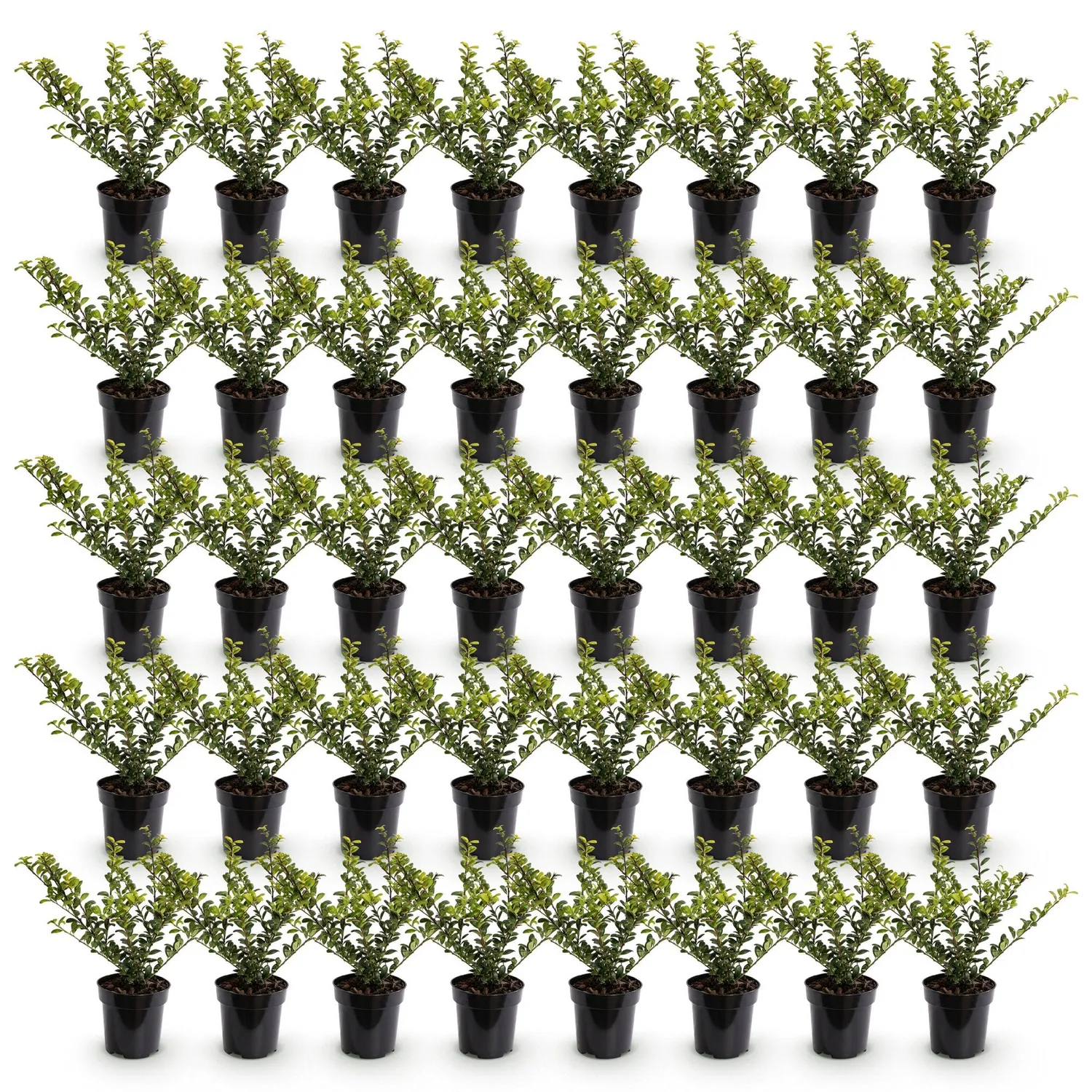 Plant and Stories Ilex crenata houx haie 24 plants 20-30 cm