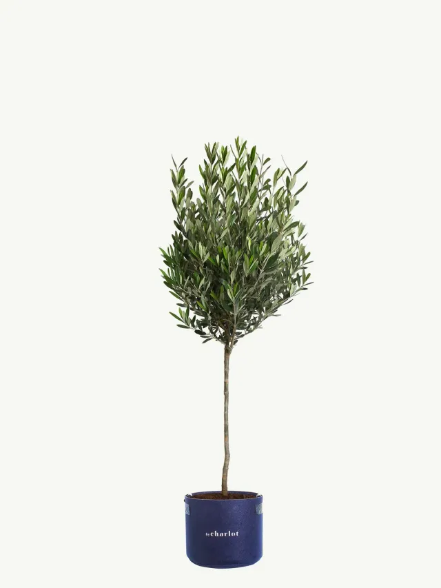 By Charlot Le Philosophe grande plante seule XL