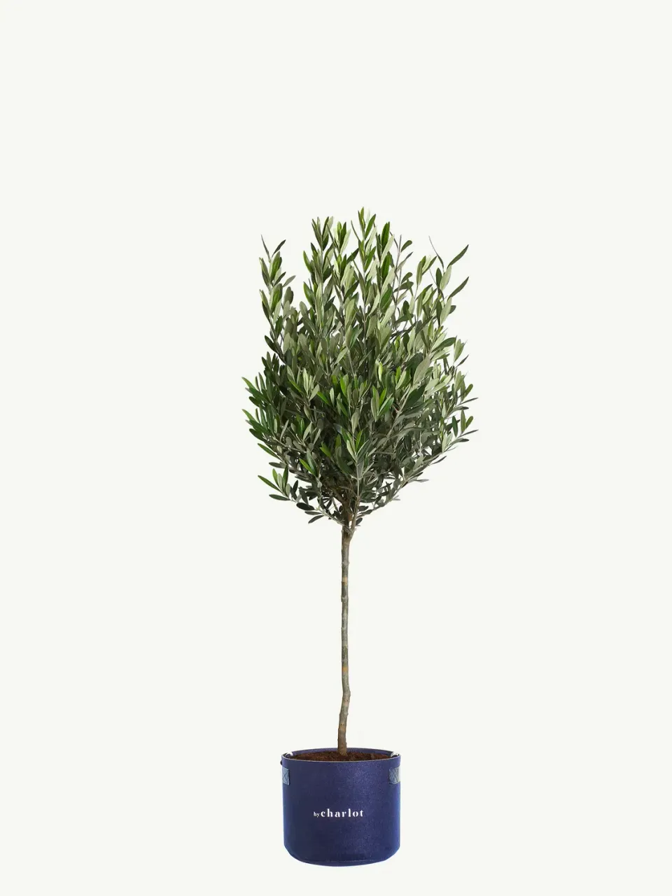 By Charlot Le Philosophe grande plante seule XL