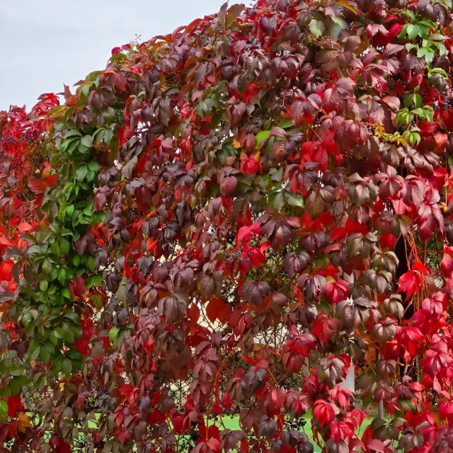 Plant and Stories Vigne Vierge Parthenocissus grimpante lot 2 pots 11 cm