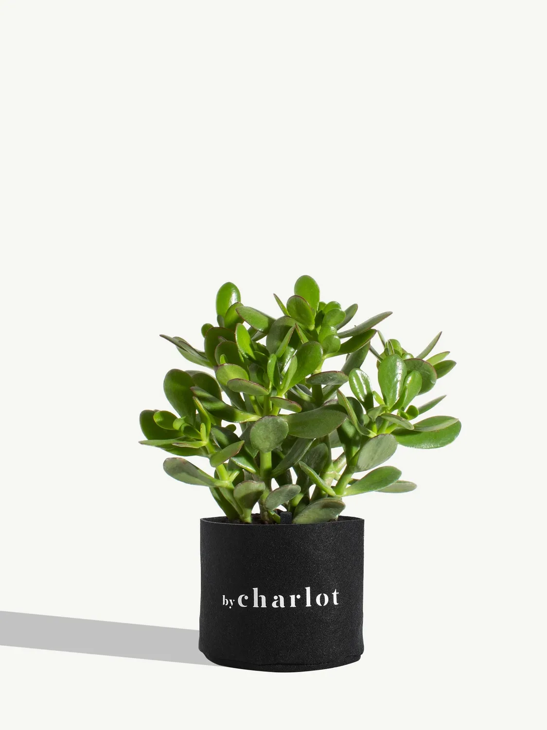By Charlot La Délicate plante crassula recharge M