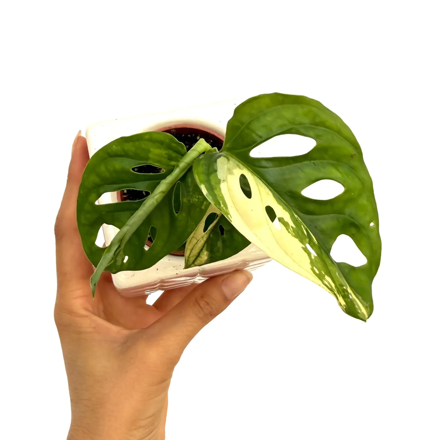 Plant and Stories Monstera Adansonii Variegata plante pot 6cm