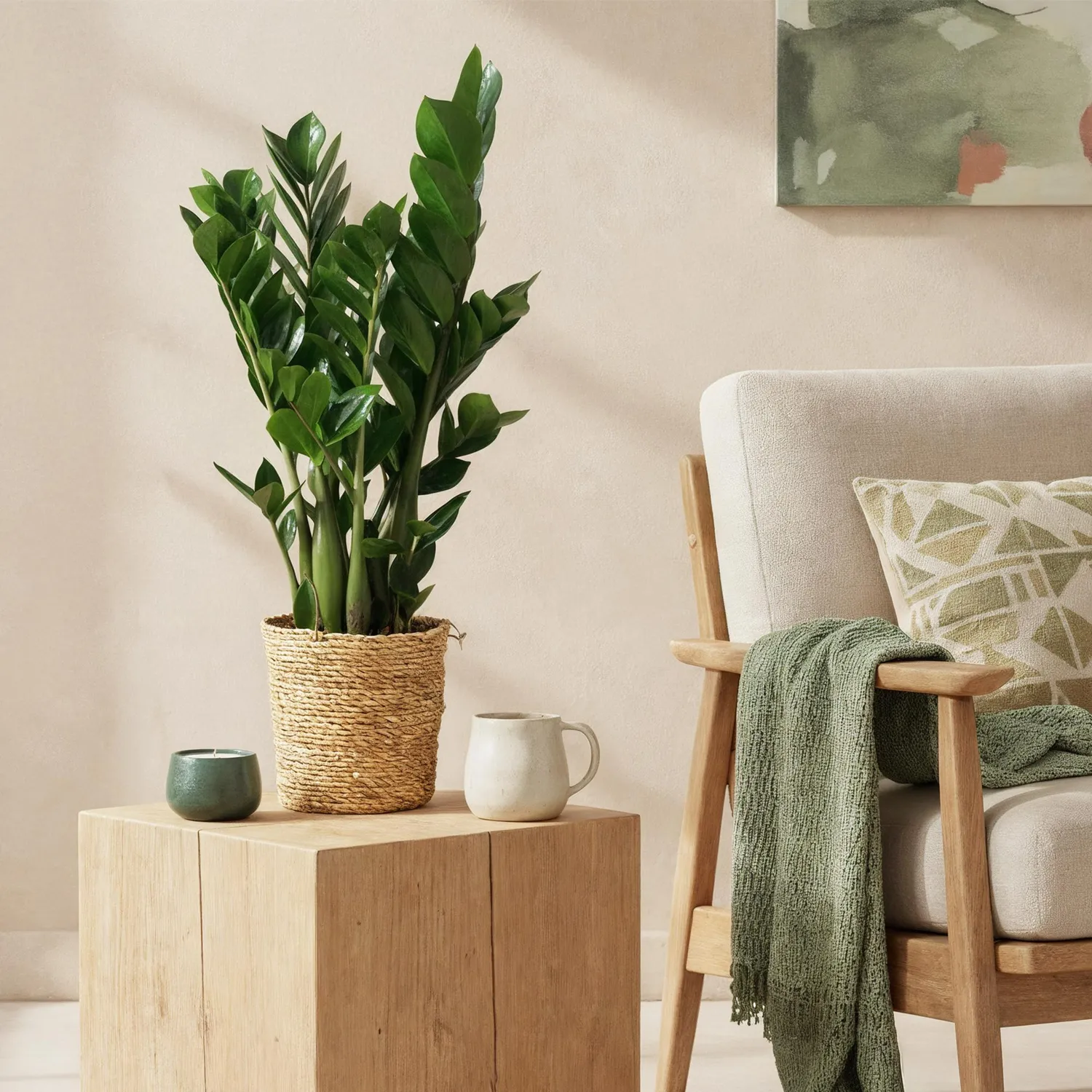 Plant and Stories ZZ zamioculcas plante lot 2 pots 17 cm