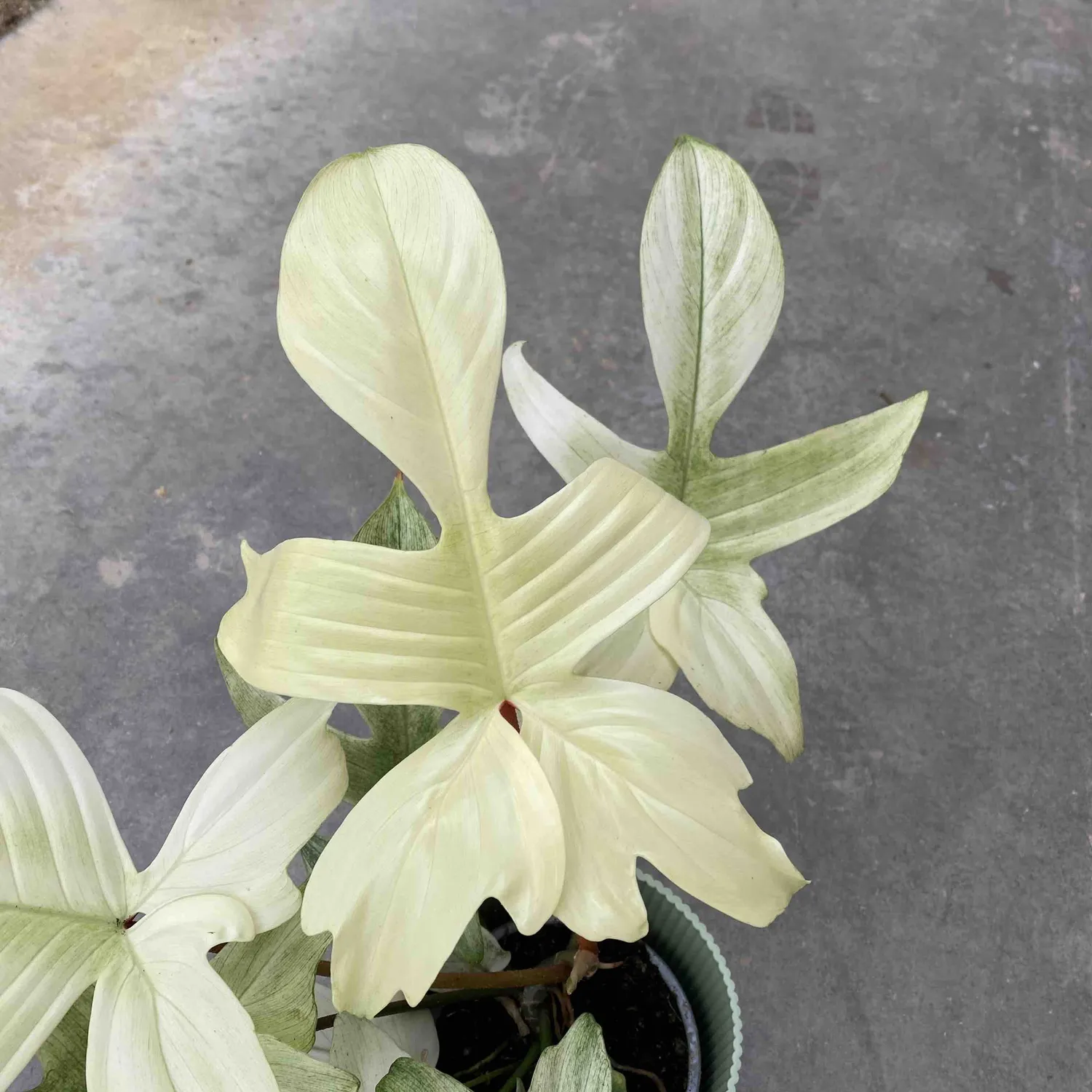 Plant and Stories Philodendron Florida Ghost plante pot 9 cm