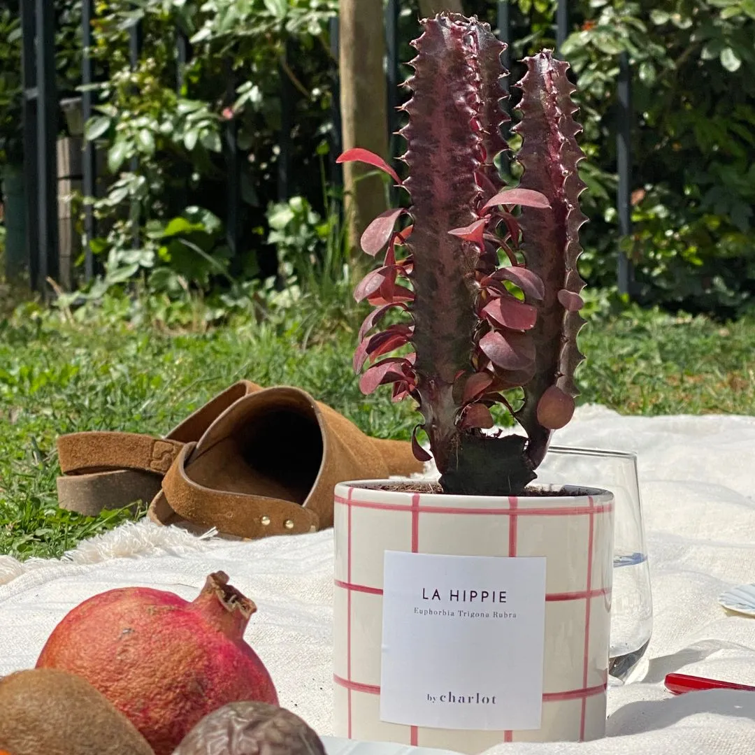By Charlot La Hippie plante euphorbia rubra 10 cm