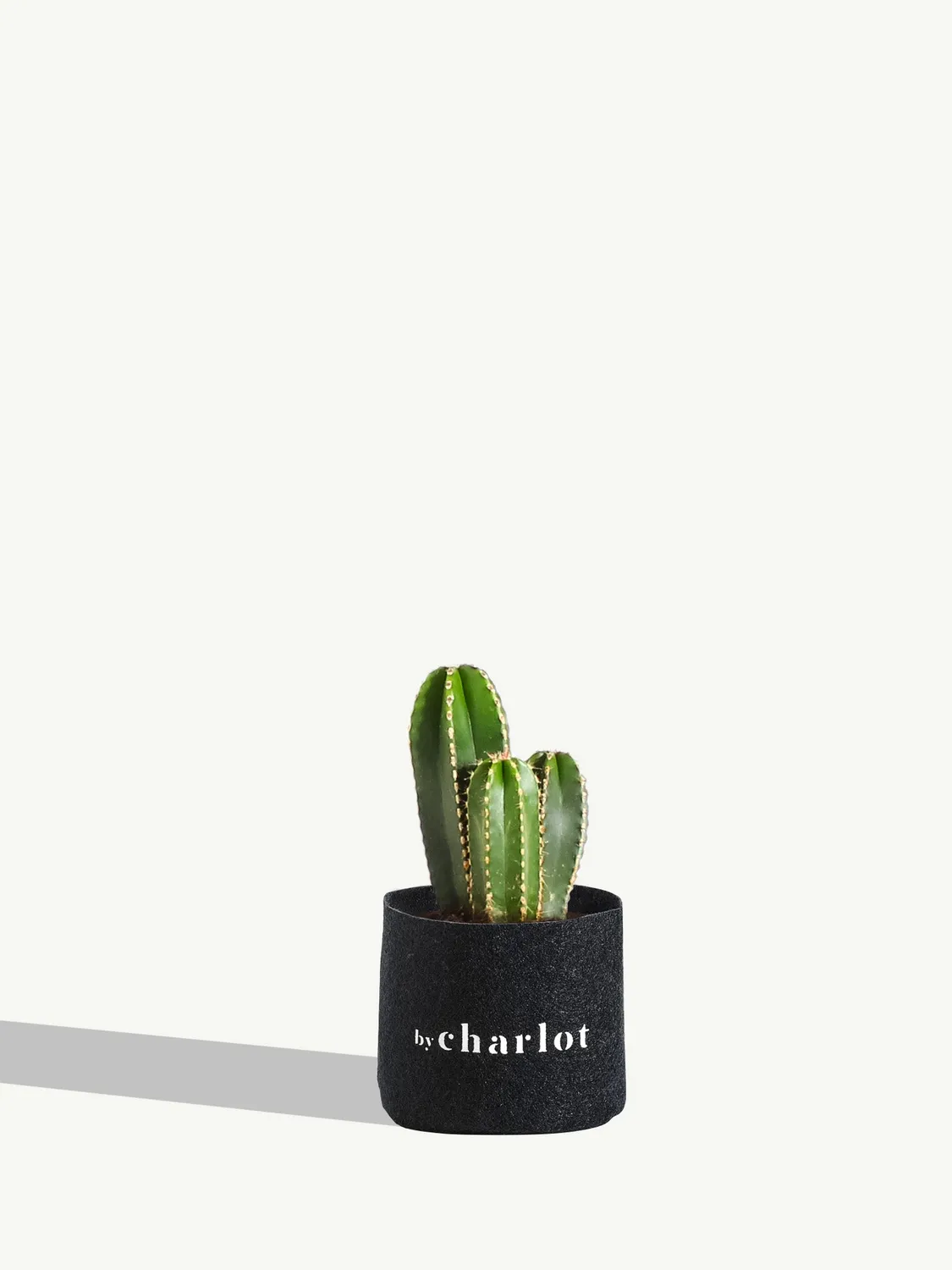 By Charlot Le Dandy cactus XS Lemaireocereus 9 cm