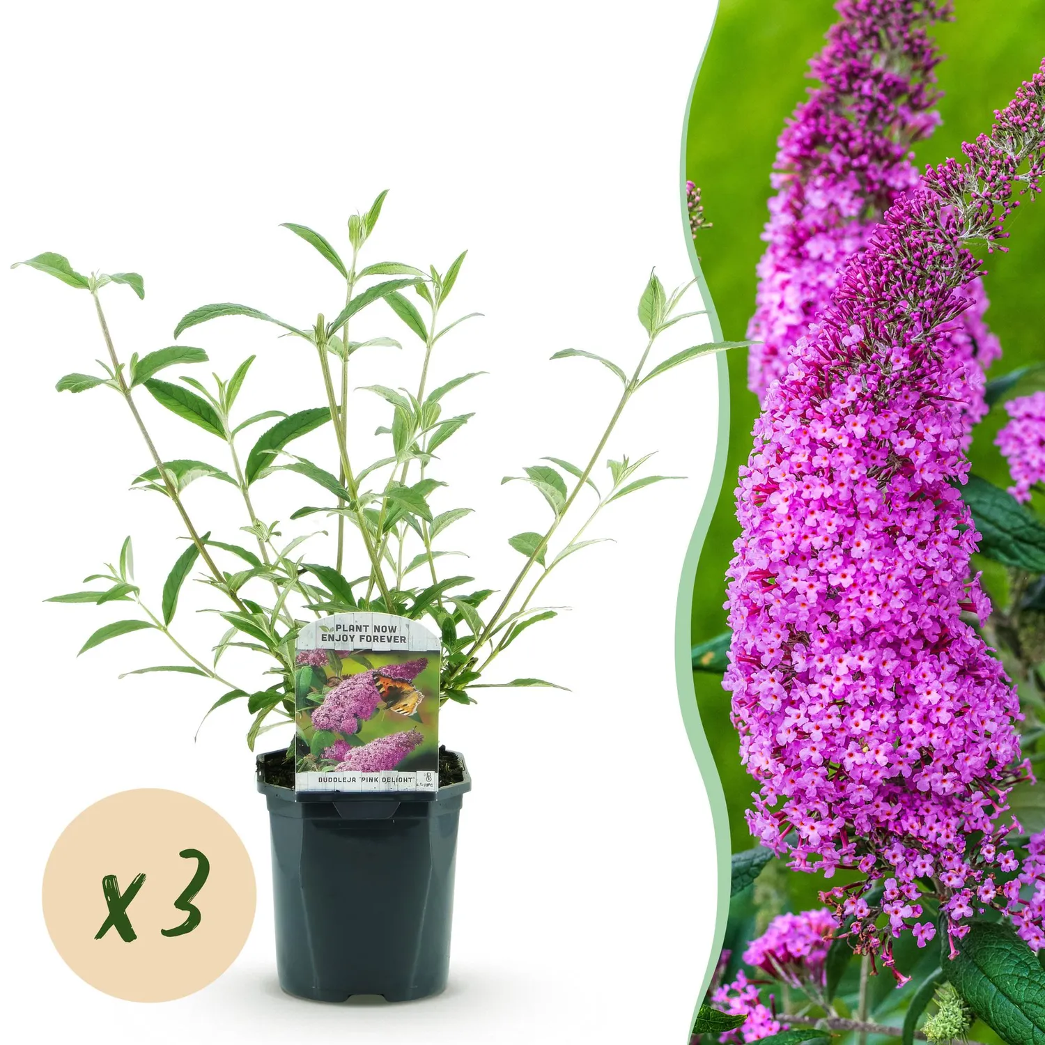 Plant and Stories Pink Delight buddleia arbuste 1 plant pot 17 cm