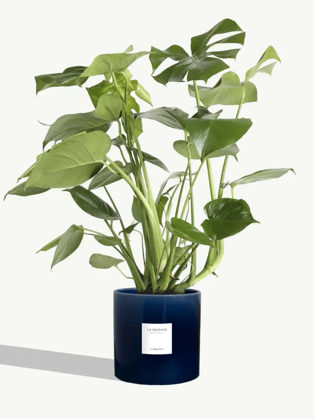 By Charlot La Sauvage très grande plante pot bleu abysse