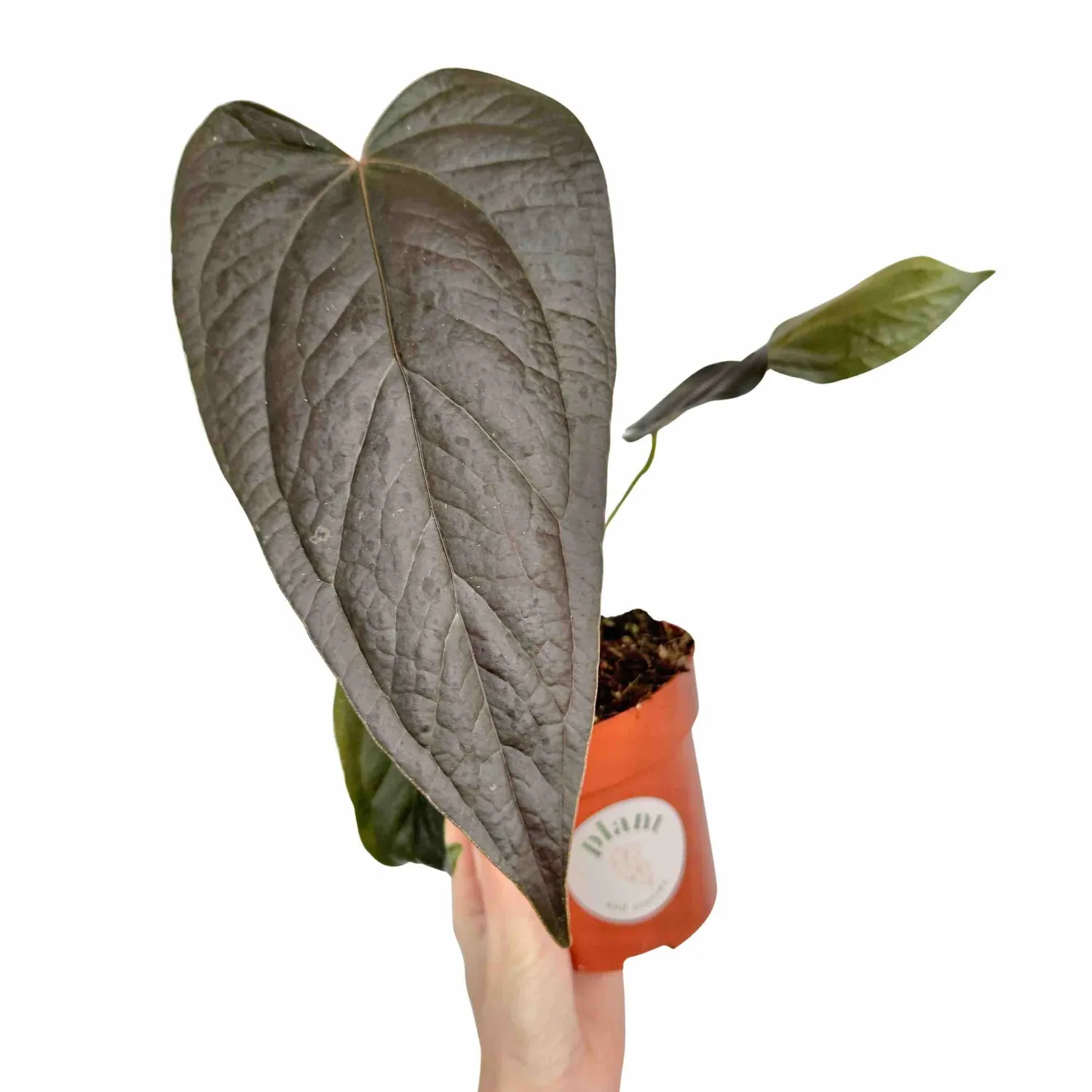 Plant and Stories Queen Of Hearts anthurium vert pot 6 cm